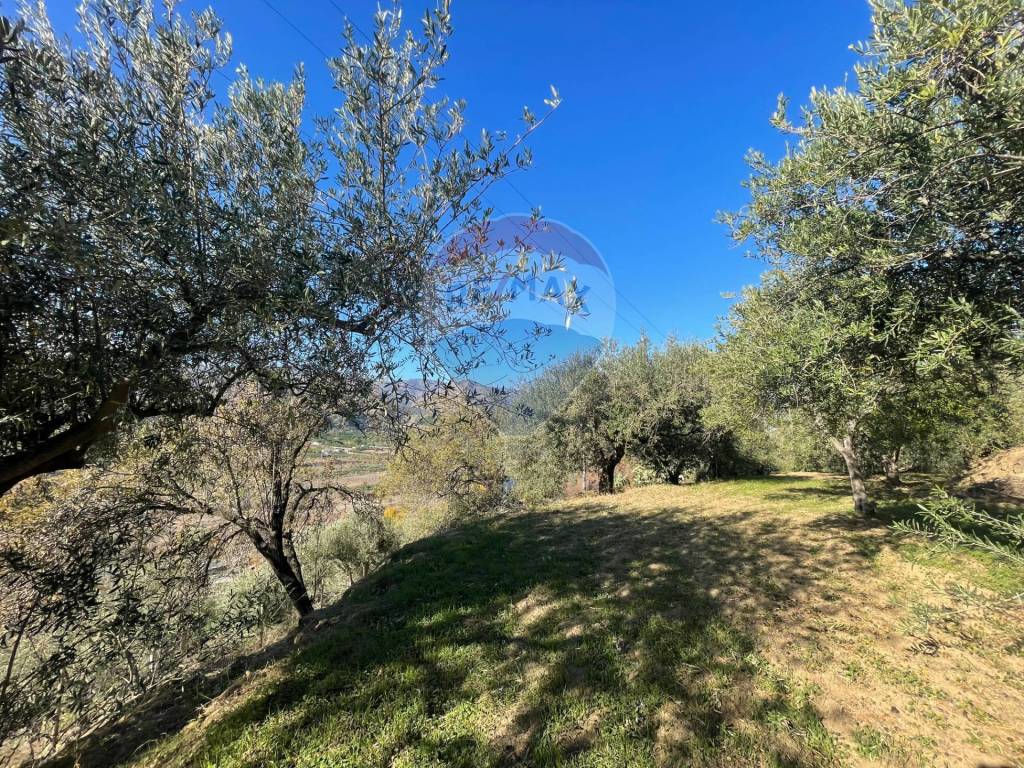 immagine annuncio 5 di 12