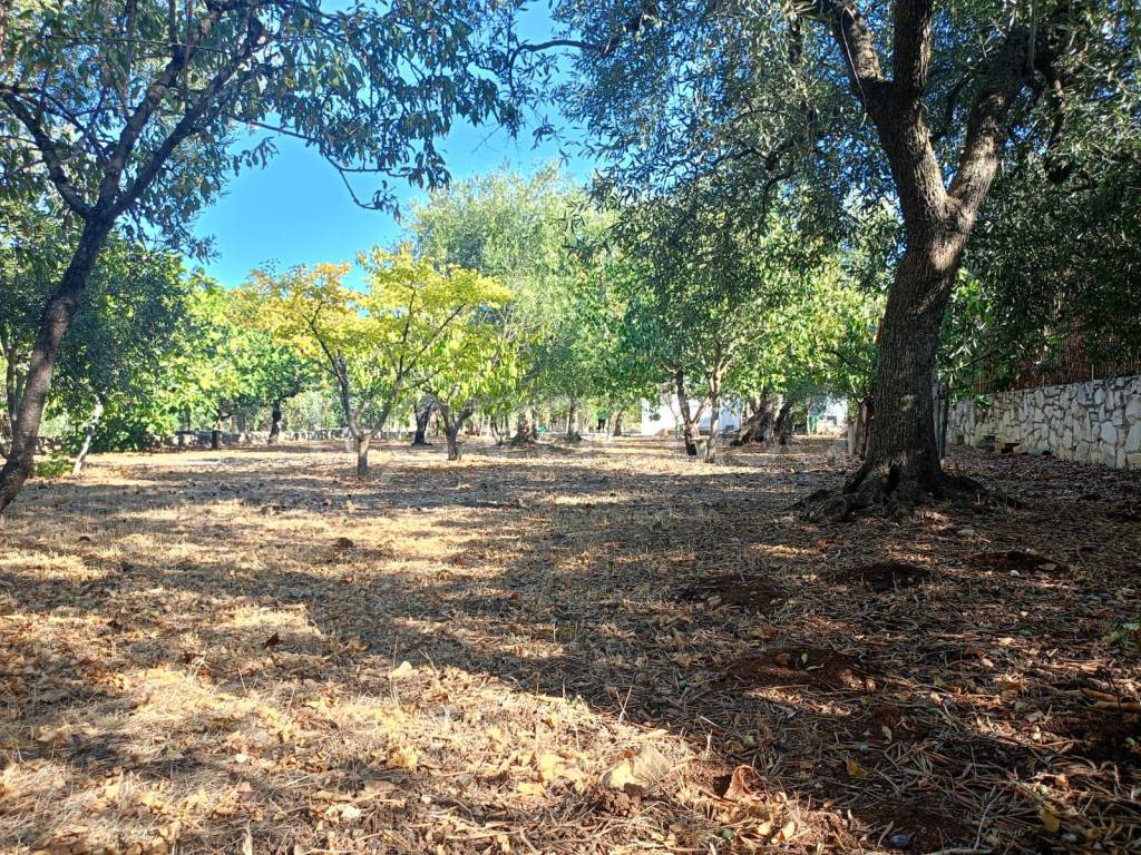 immagine annuncio 8 di 9