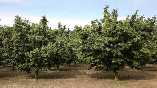 immagine annuncio 4 di 8