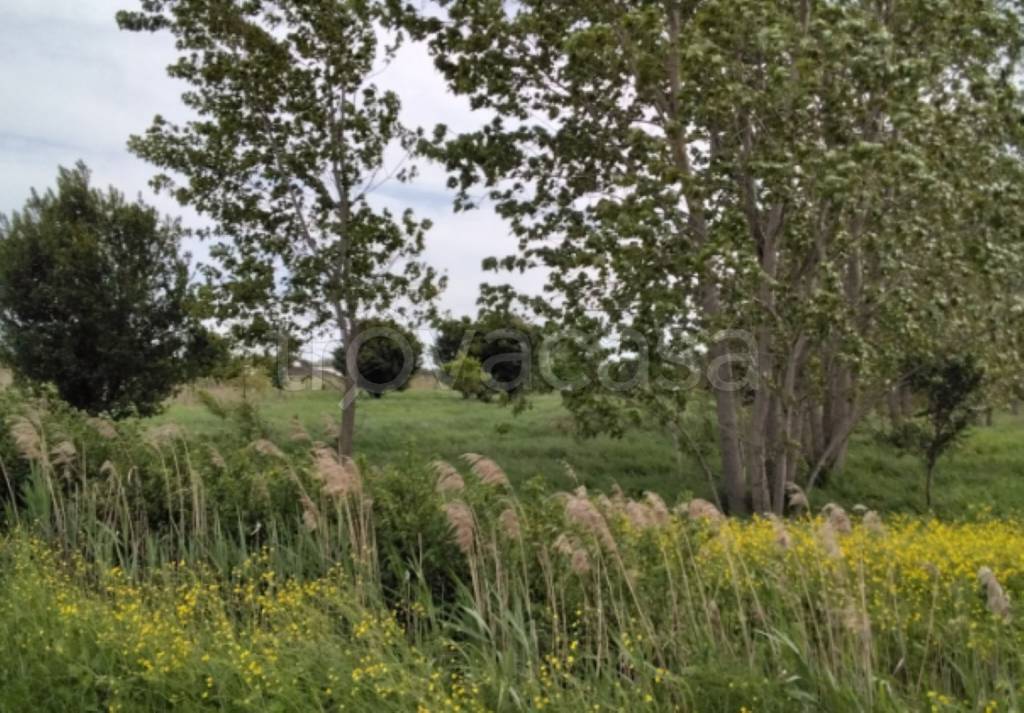 immagine annuncio 5 di 11