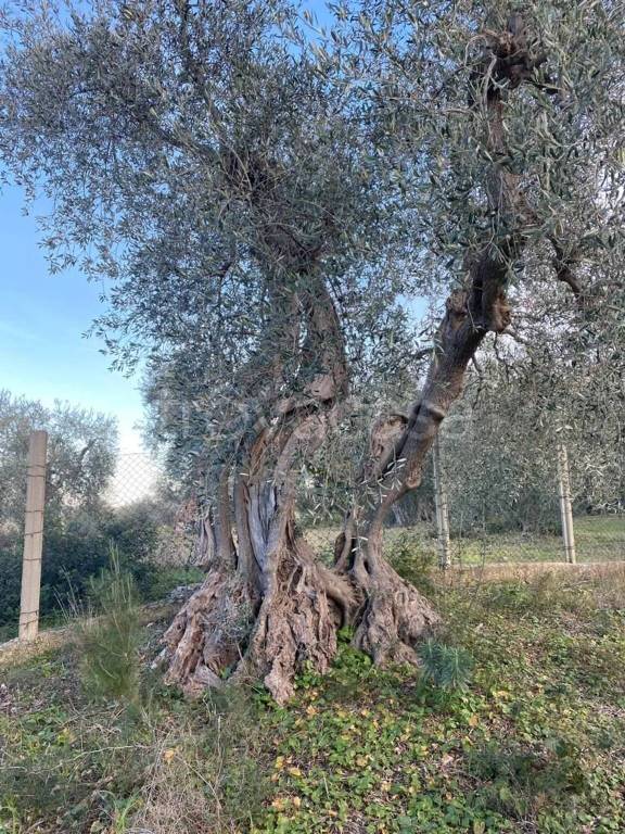 immagine annuncio 7 di 8