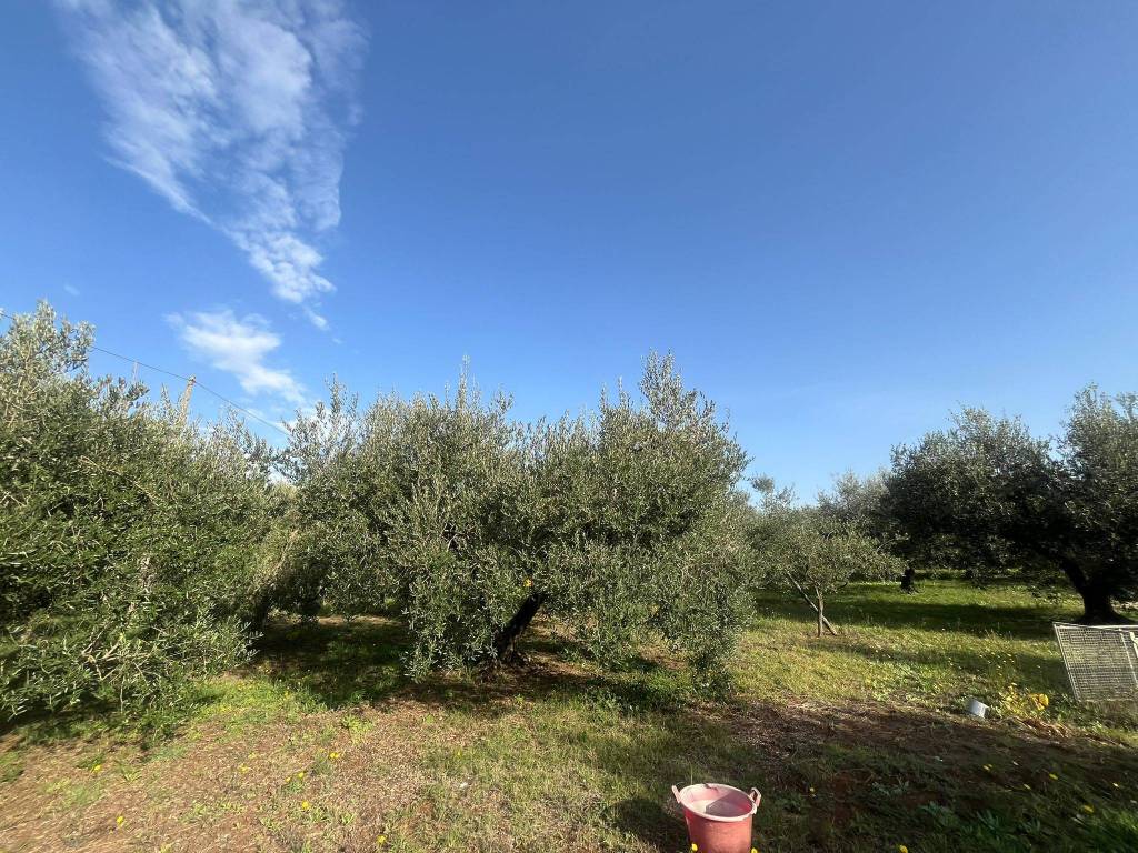 immagine annuncio 5 di 8