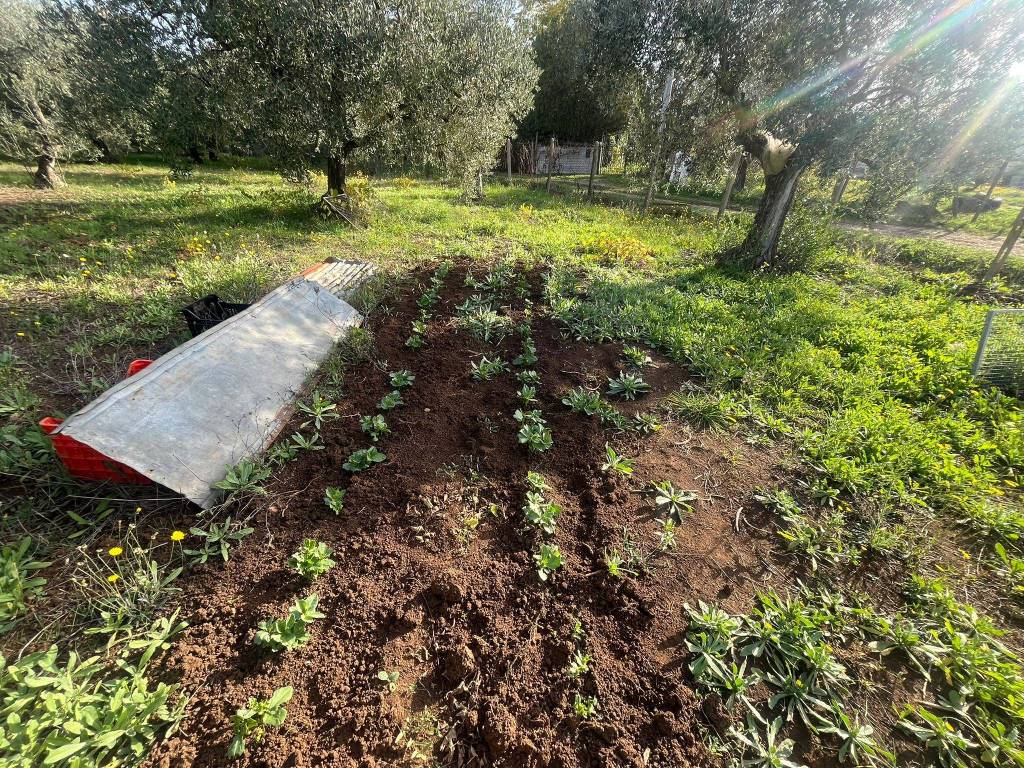 immagine annuncio 3 di 8