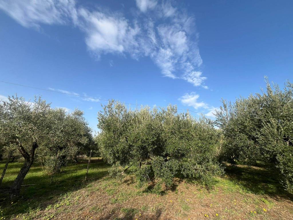 immagine annuncio 6 di 8