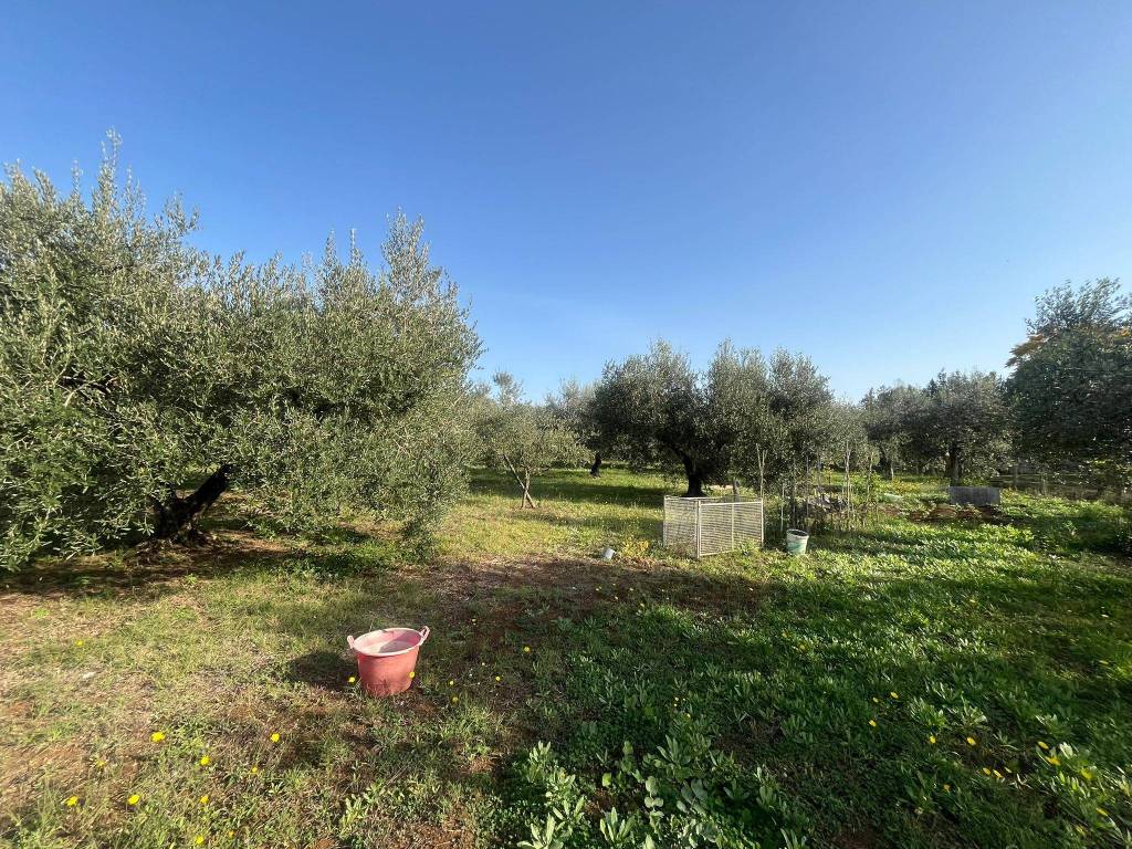 immagine annuncio 7 di 8