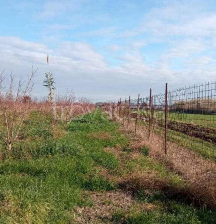 immagine annuncio 3 di 12