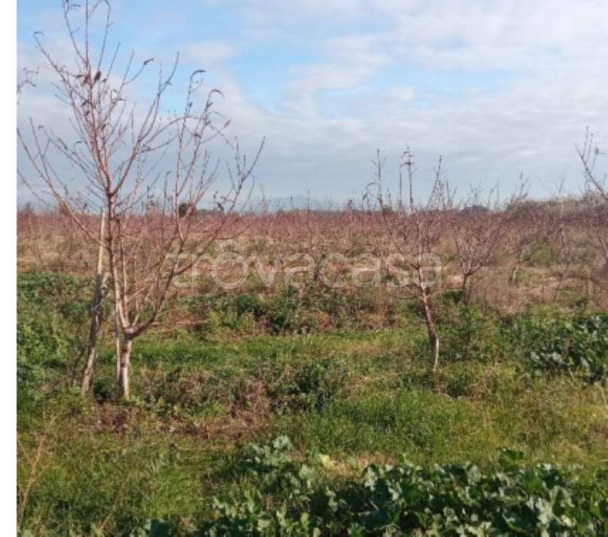 immagine annuncio 6 di 12