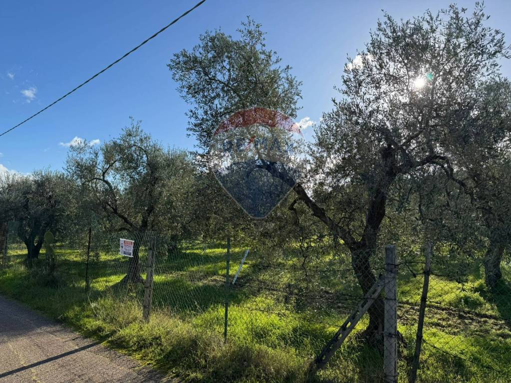 immagine annuncio 4 di 12