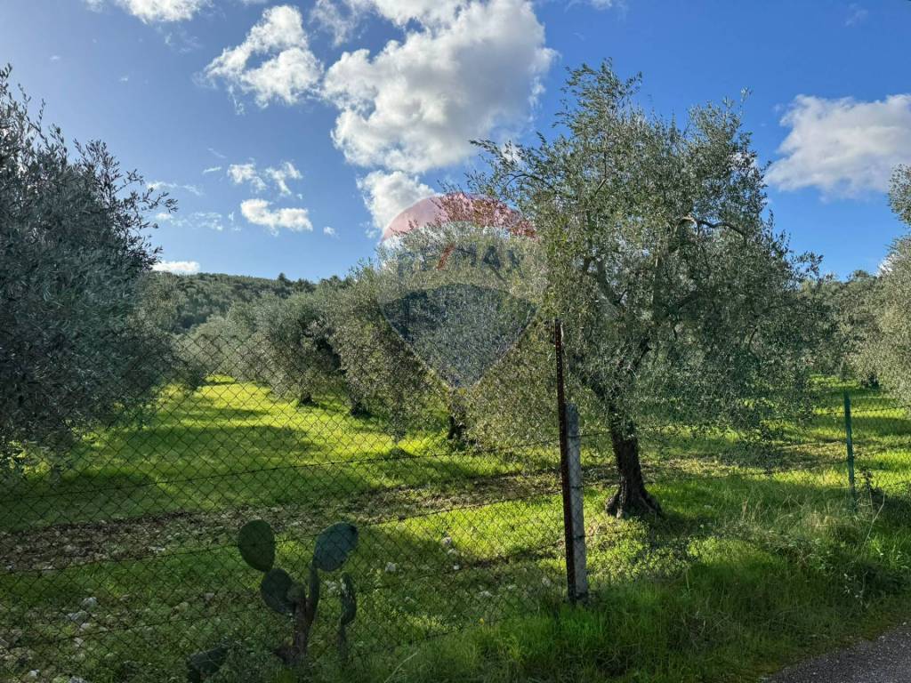 immagine annuncio 5 di 12