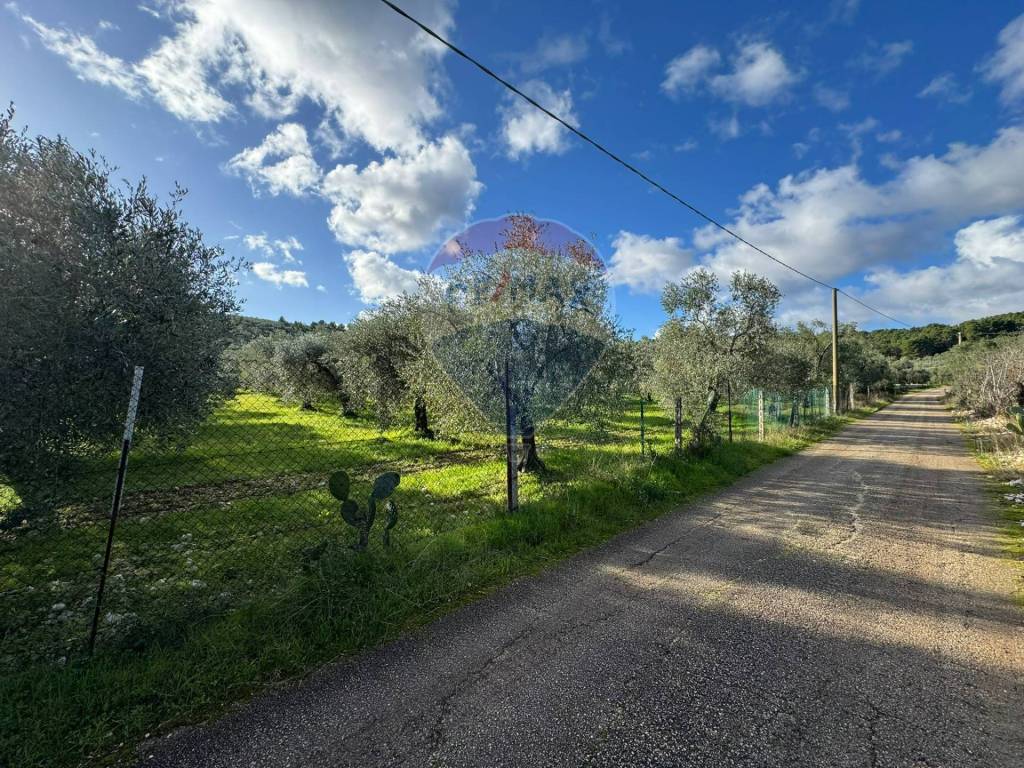 immagine annuncio 6 di 12