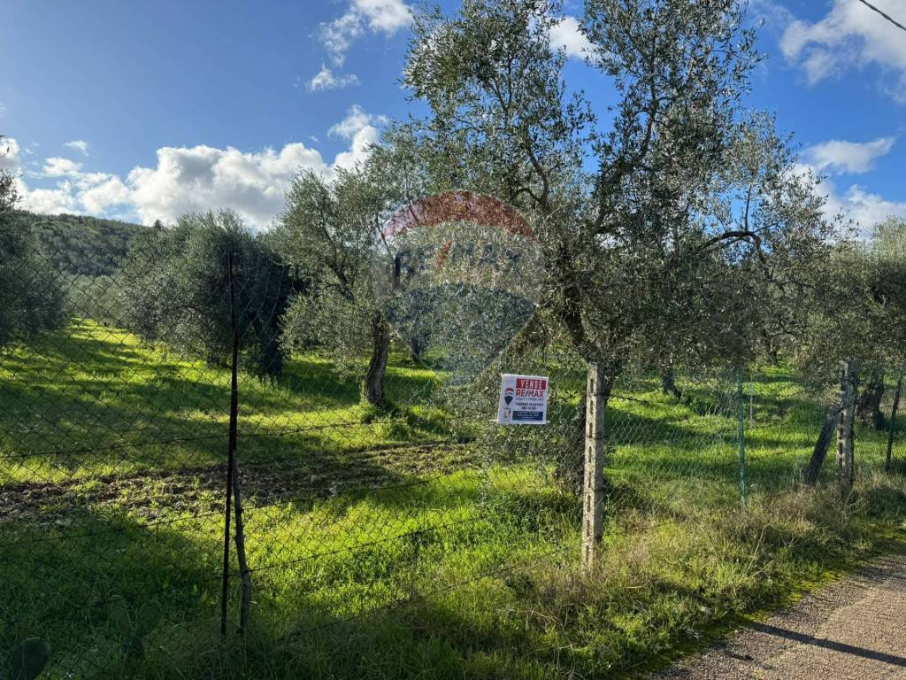 immagine annuncio 8 di 12