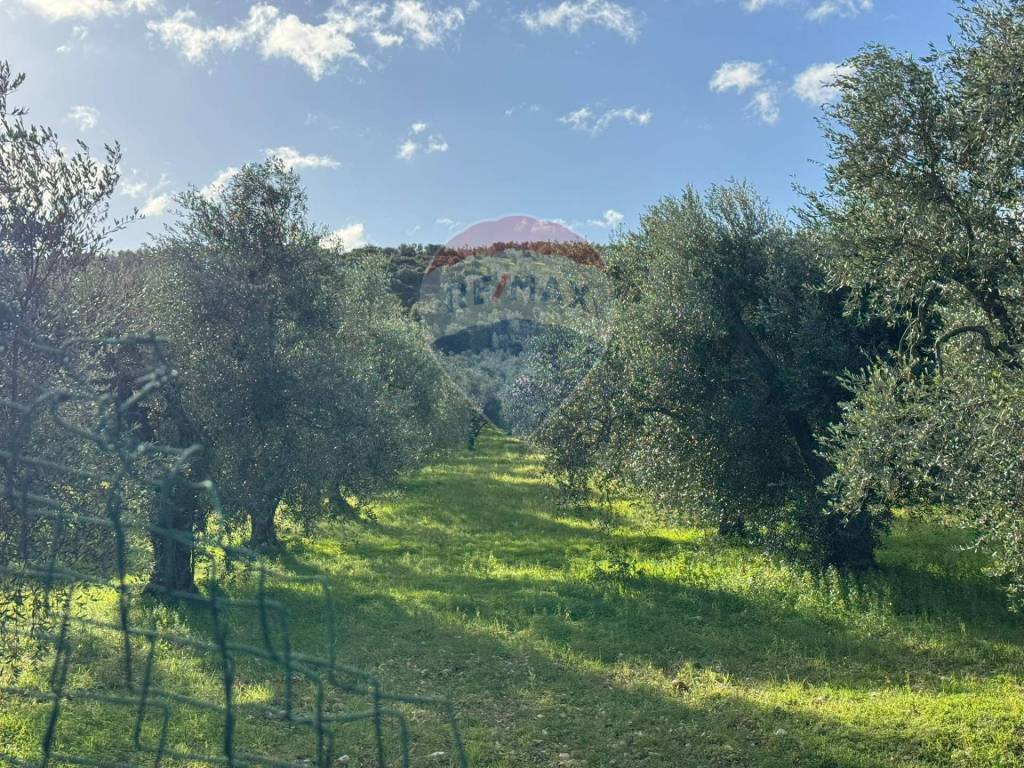 immagine annuncio 9 di 12