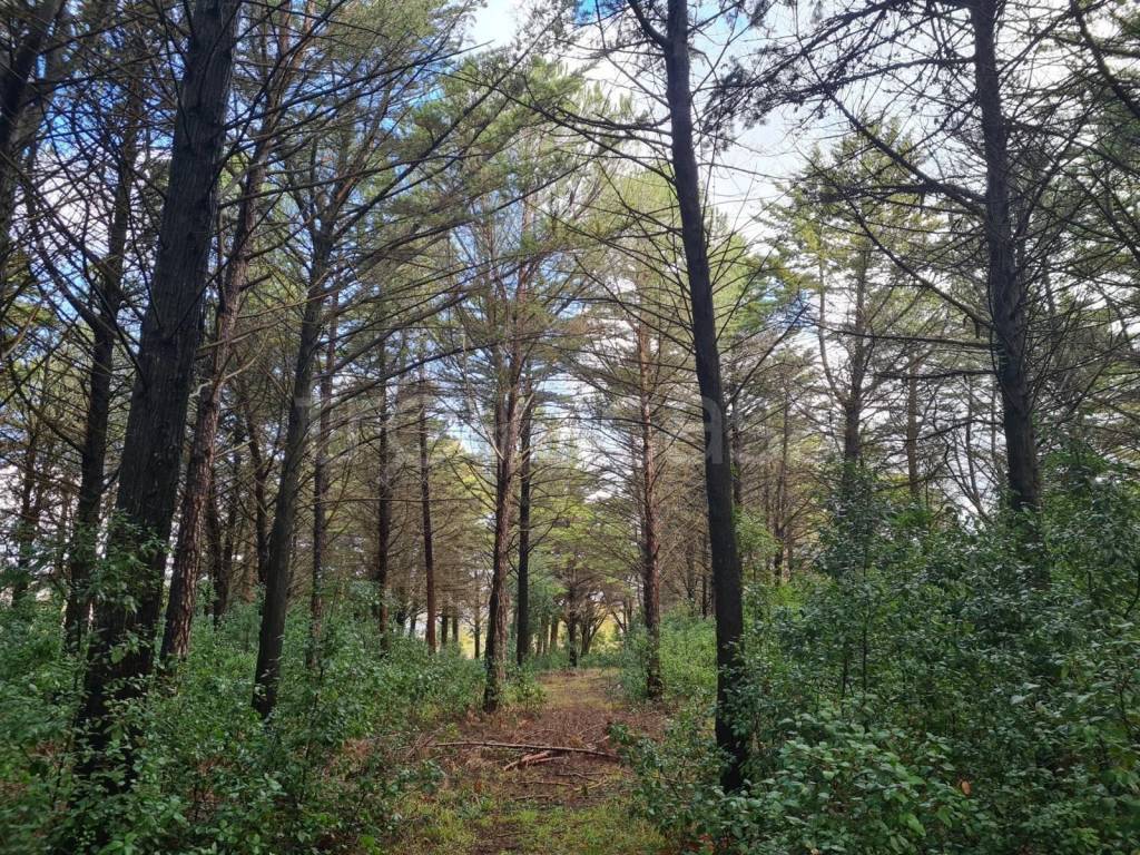 immagine annuncio 4 di 6