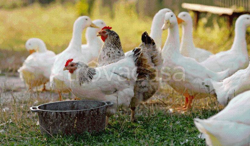 immagine annuncio 1 di 13