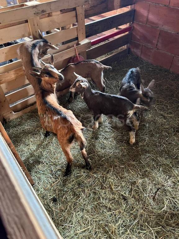 immagine annuncio 6 di 13