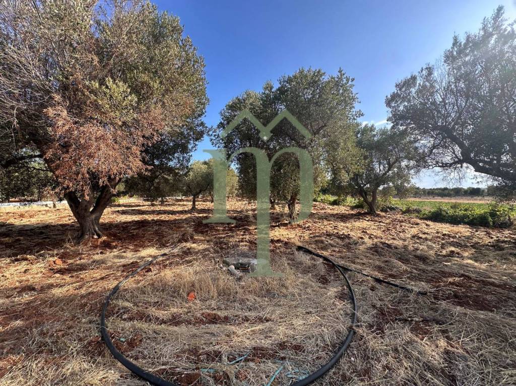 immagine annuncio 3 di 11