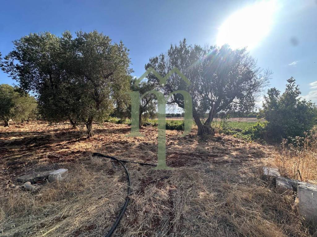 immagine annuncio 5 di 11