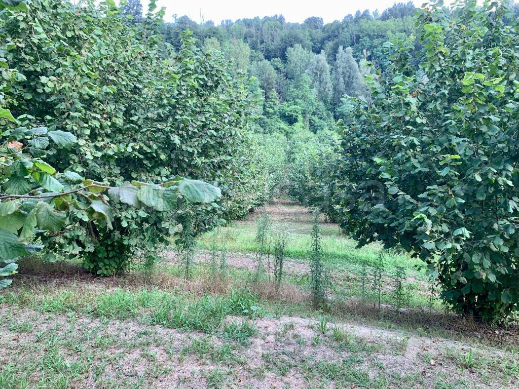 immagine annuncio 4 di 7