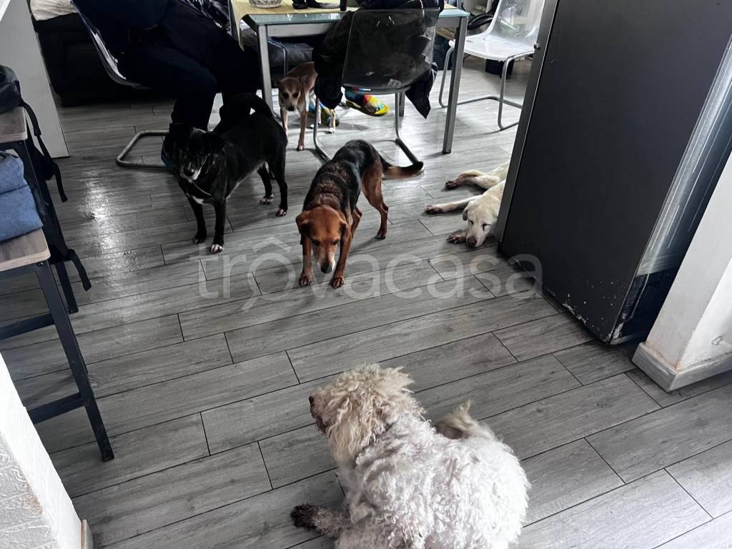 immagine annuncio 3 di 11