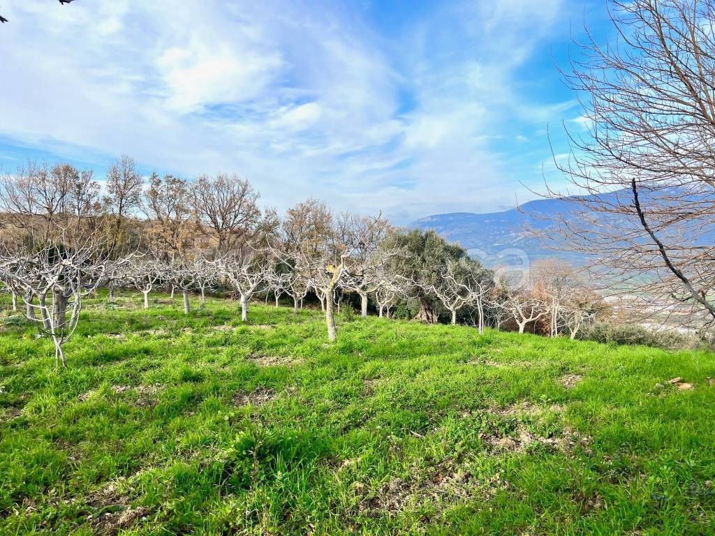 immagine annuncio 11 di 14