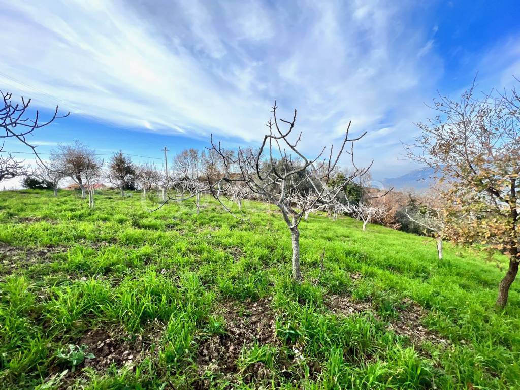 immagine annuncio 12 di 14