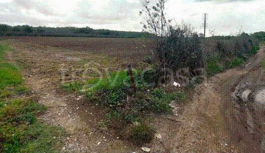 immagine annuncio 3 di 13