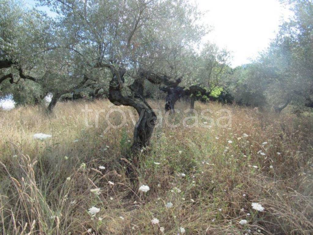 immagine annuncio 4 di 7