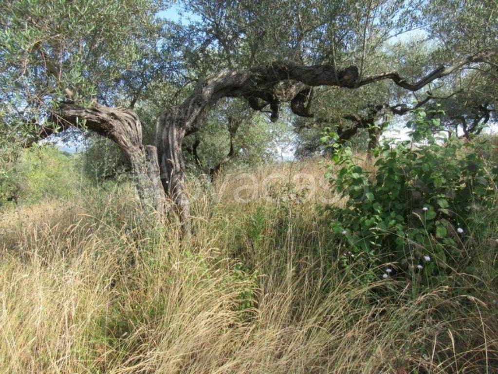 immagine annuncio 5 di 7