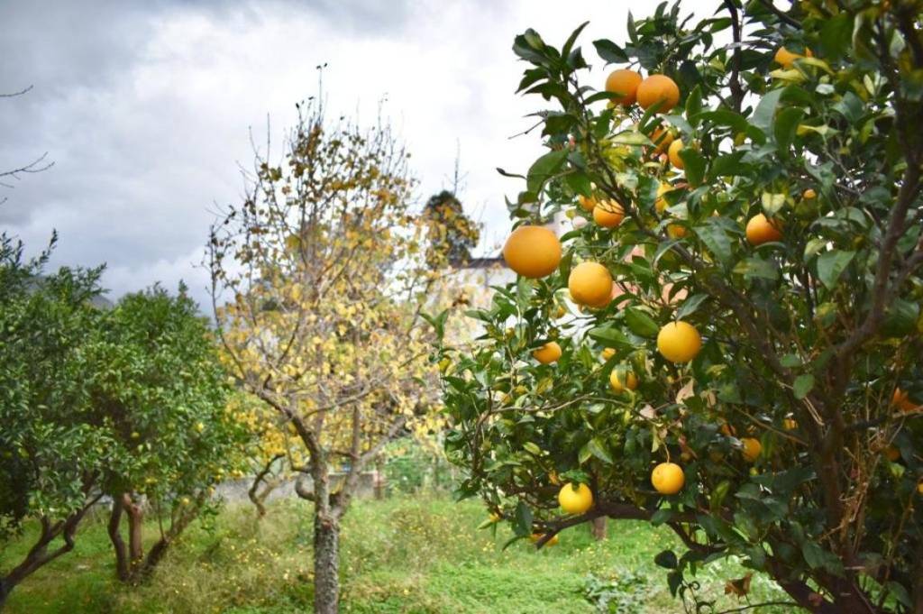 immagine annuncio 4 di 6