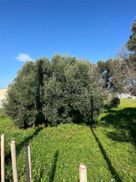 immagine annuncio 5 di 8