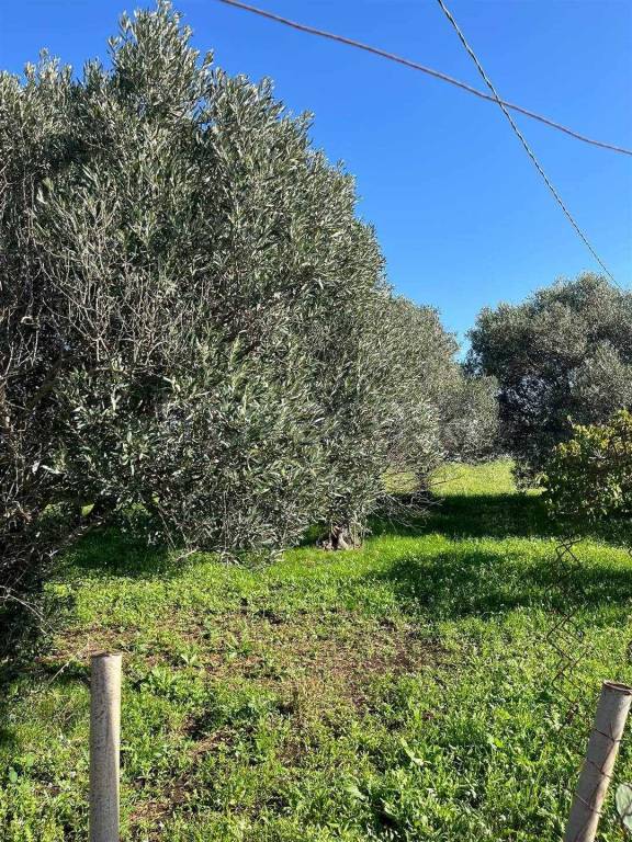 immagine annuncio 6 di 8