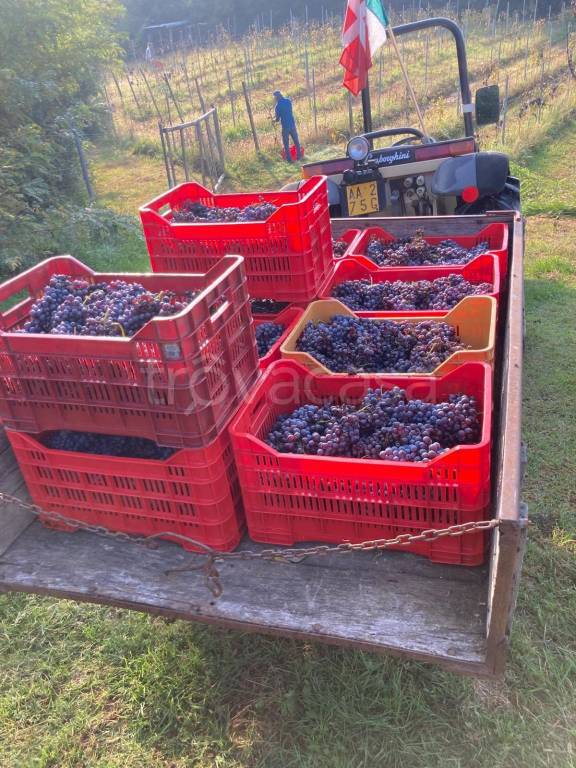 immagine annuncio 3 di 14