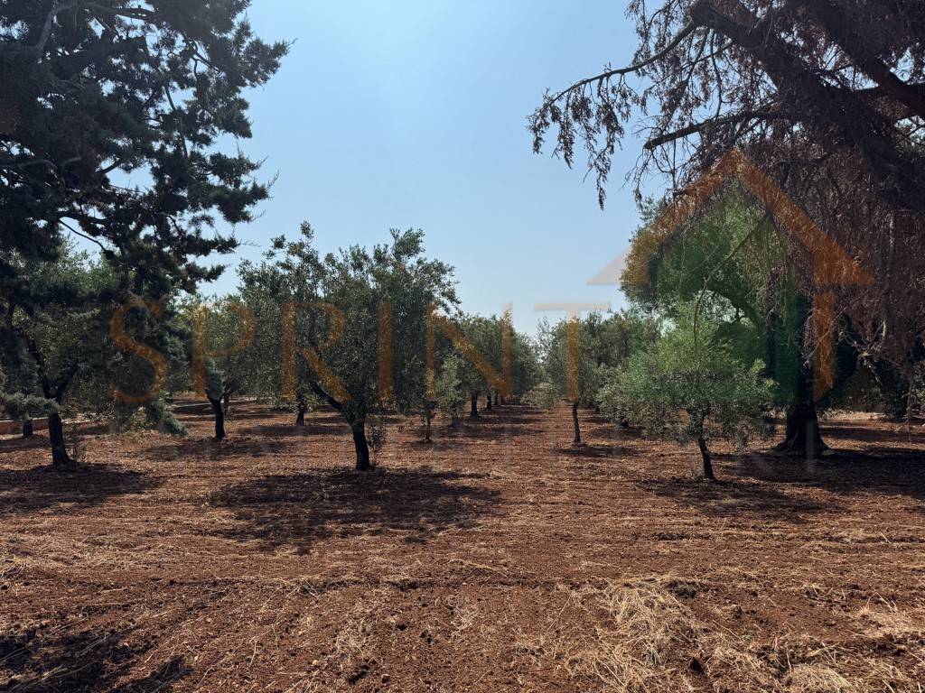 immagine annuncio 10 di 12