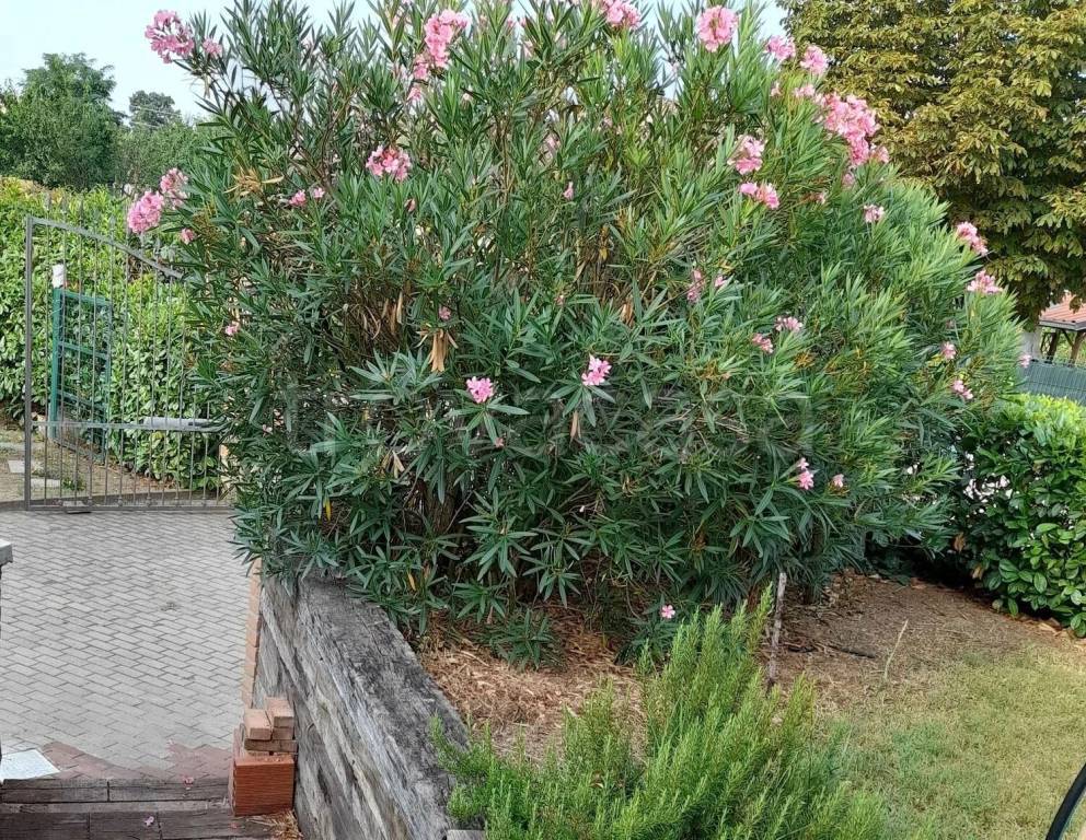 immagine annuncio 4 di 7