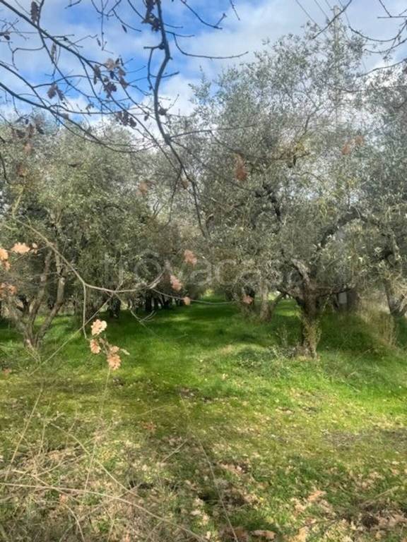 immagine annuncio 1 di 6