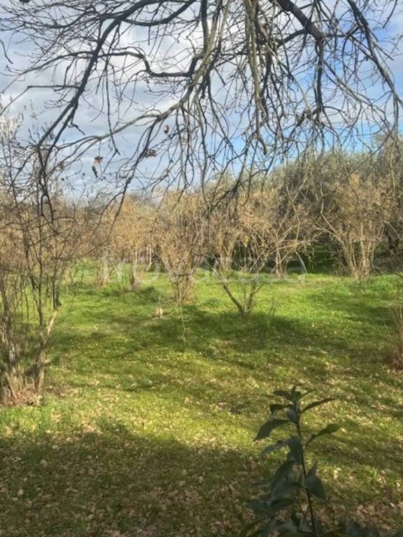 immagine annuncio 3 di 6