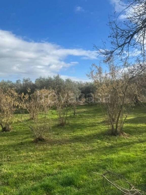 immagine annuncio 4 di 6