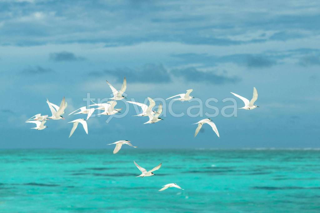 immagine annuncio 6 di 10