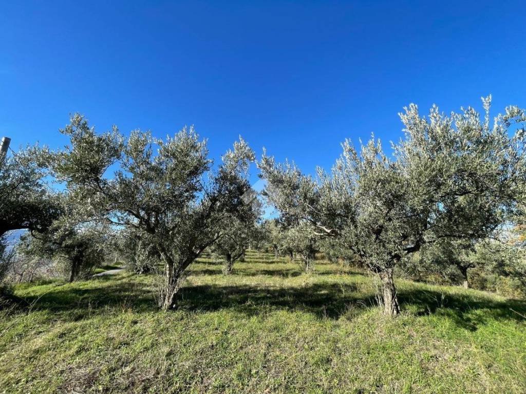 immagine annuncio 3 di 7