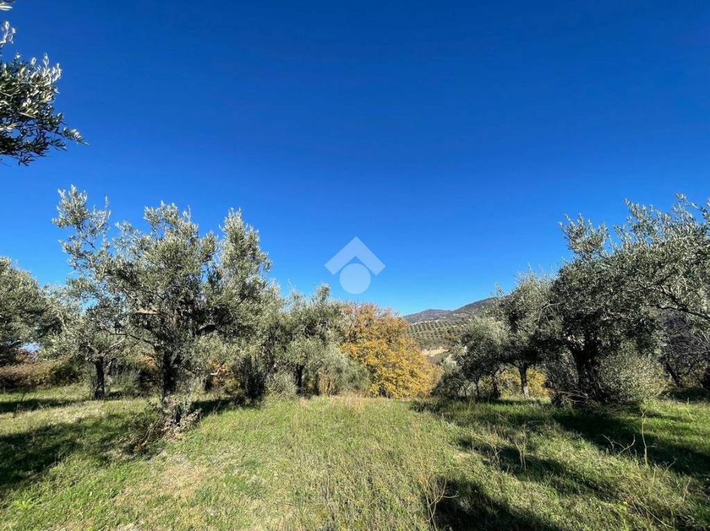 immagine annuncio 5 di 7