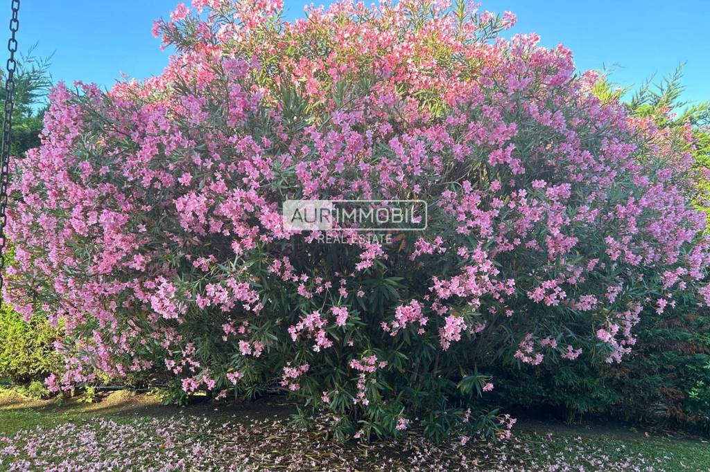 immagine annuncio 9 di 14