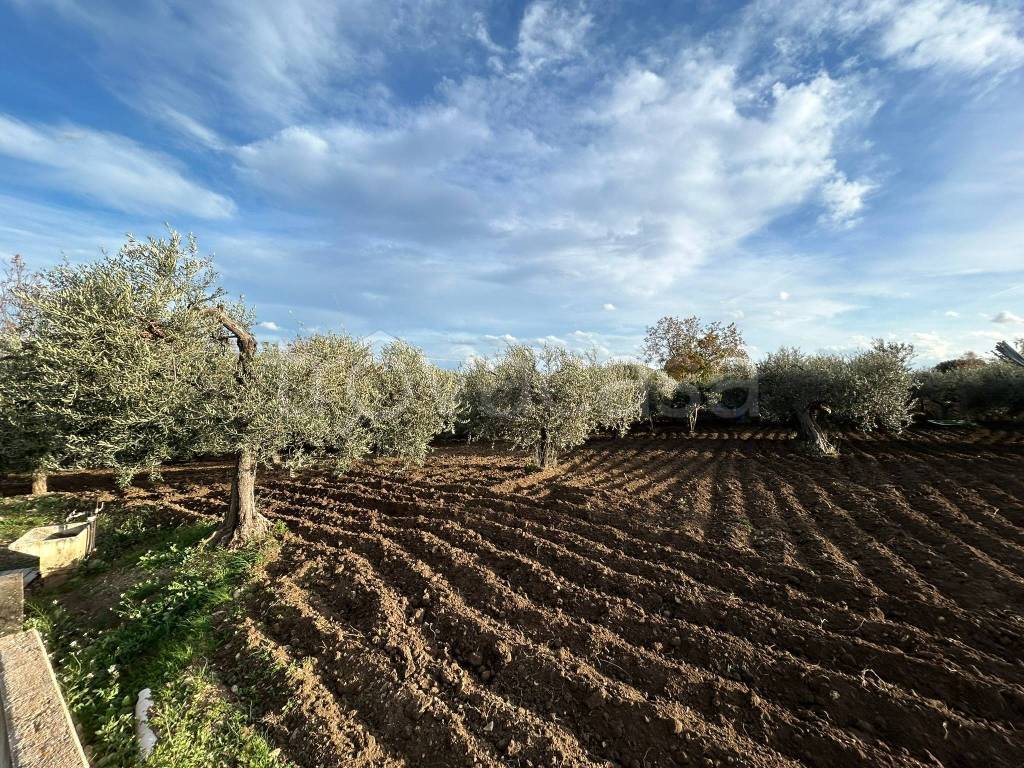 immagine annuncio 5 di 6