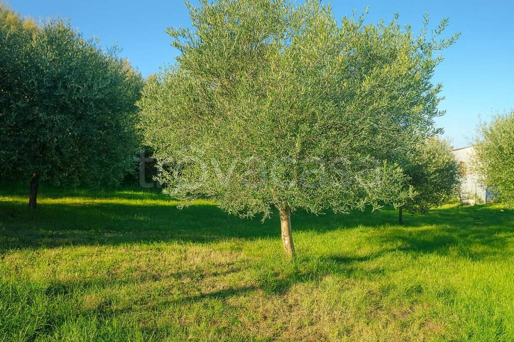 immagine annuncio 8 di 15