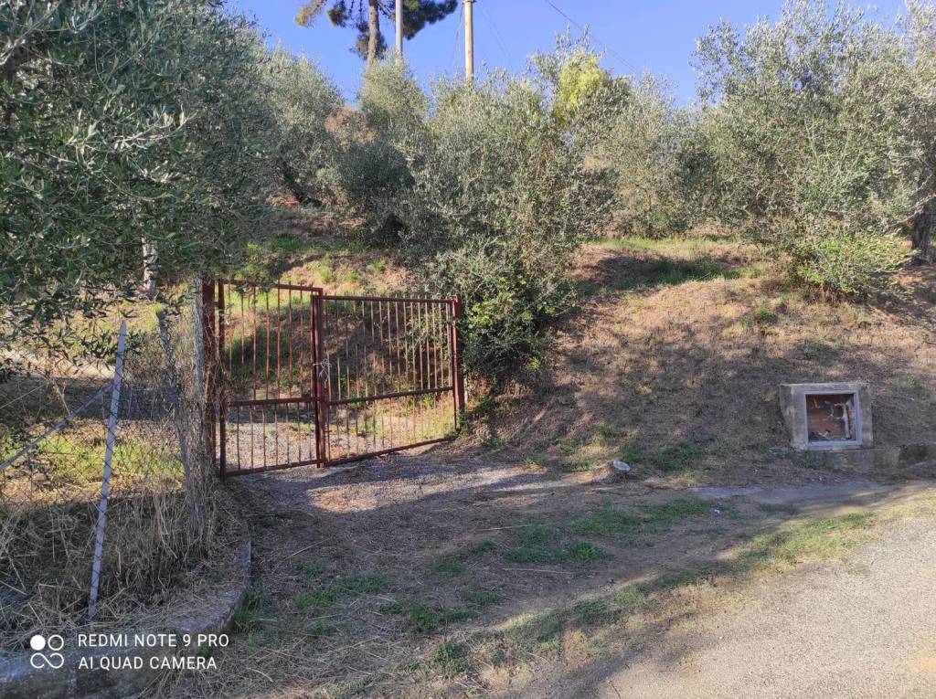 immagine annuncio 2 di 12