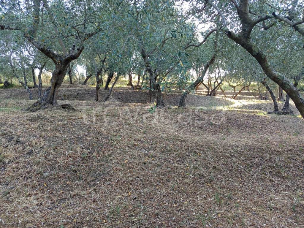 immagine annuncio 7 di 11