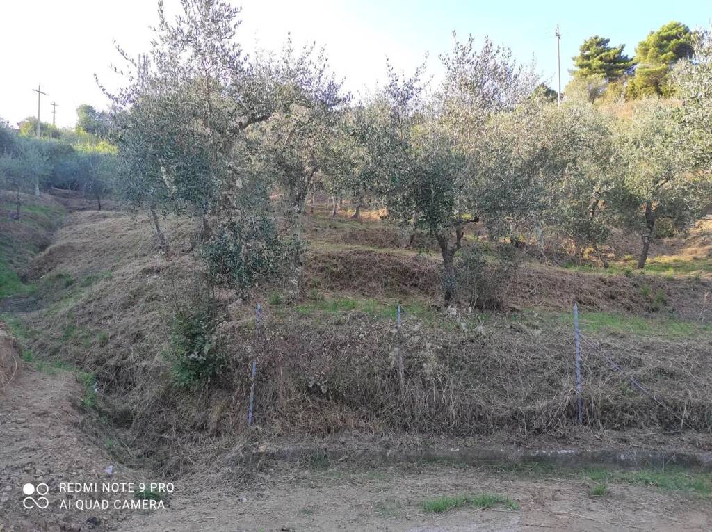 immagine annuncio 5 di 12