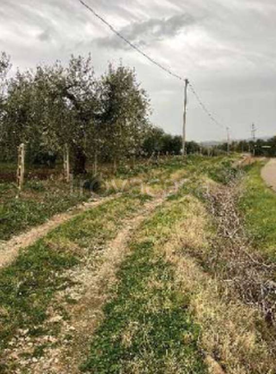 immagine annuncio 5 di 11