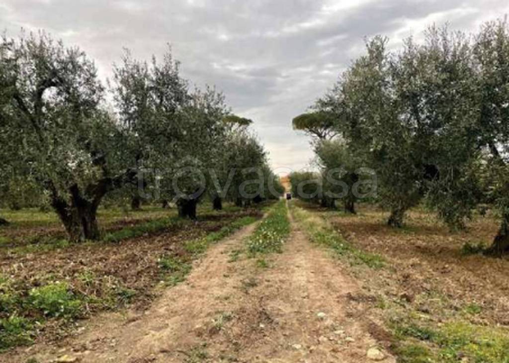 immagine annuncio 8 di 11