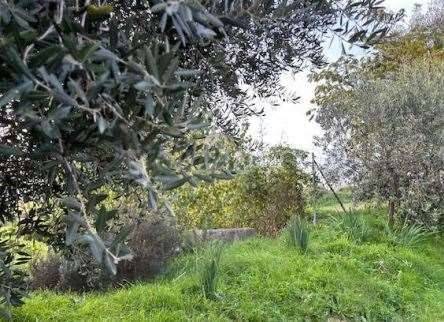 immagine annuncio 3 di 14