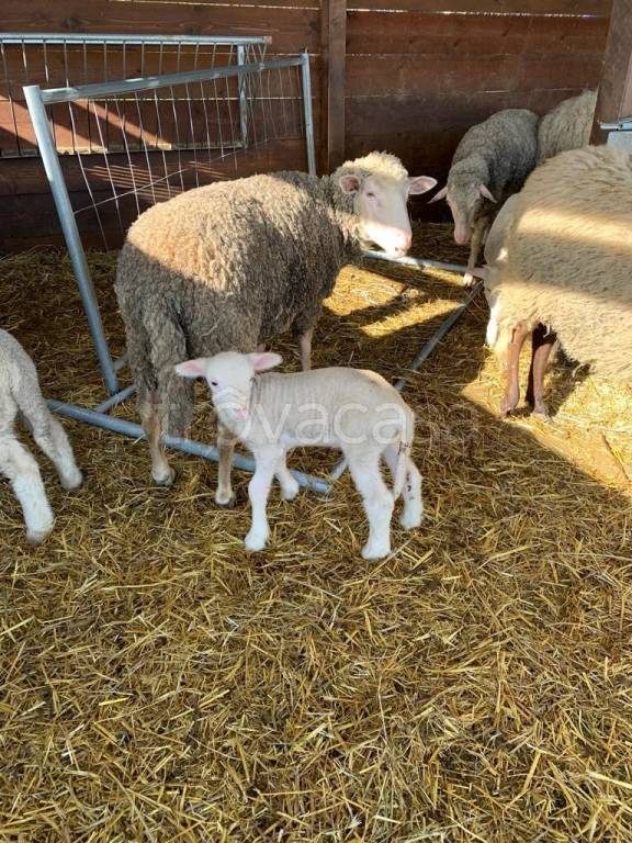 immagine annuncio 14 di 15